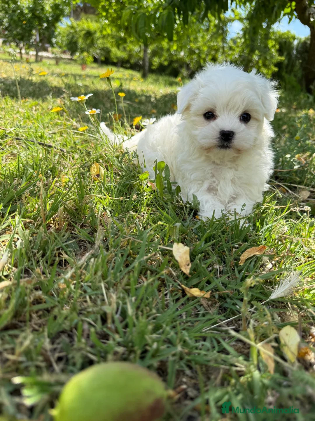 Bichón Maltés perros en venta: Bichon maltés macho !!! - Anuncio 5
