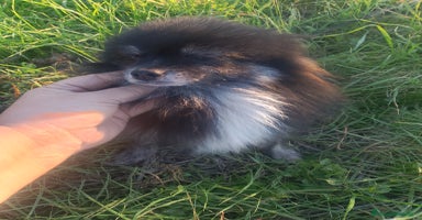 Pomerania perros Macho de pomerania  - Anuncio 8