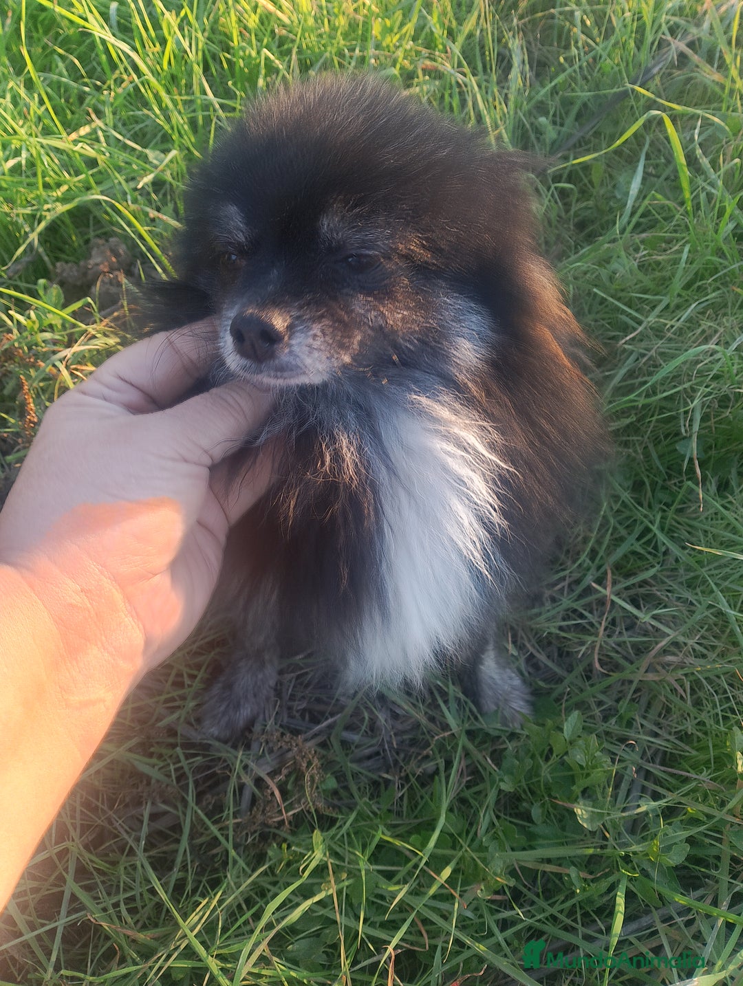 Pomerania perros en venta: Macho de pomerania  - Anuncio 1