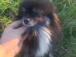 Pomerania perros Macho de pomerania - Anuncio 1