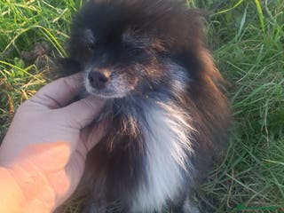 Pomerania perros Macho de pomerania - Anuncio 34