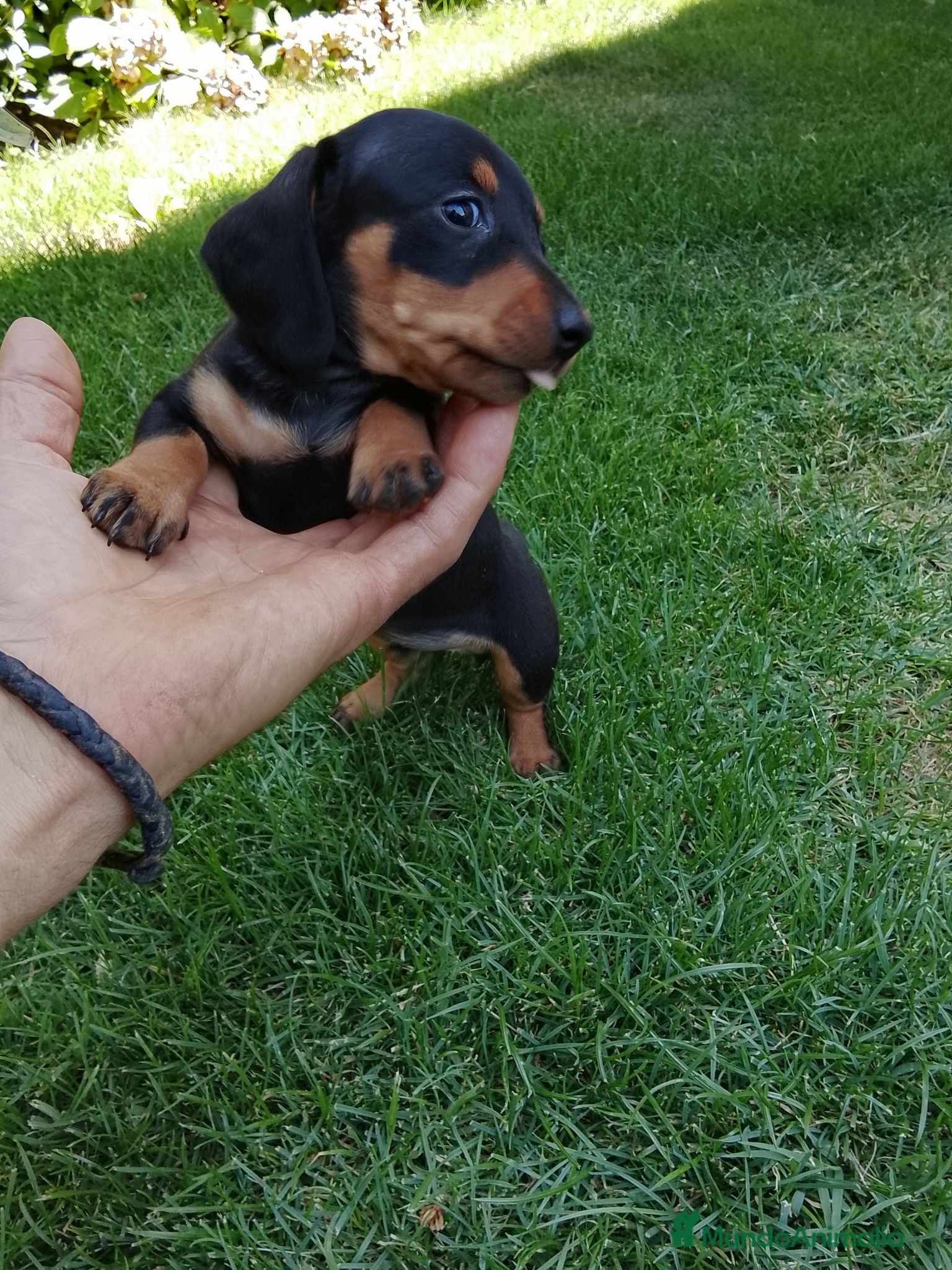 Teckel Miniatura perros Cachorros de teckel miniatura negro fuego. - Anuncio 9