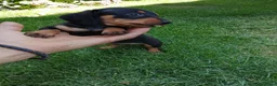 Teckel Miniatura perros en venta: Cachorros de teckel miniatura negro fuego. - Anuncio 1