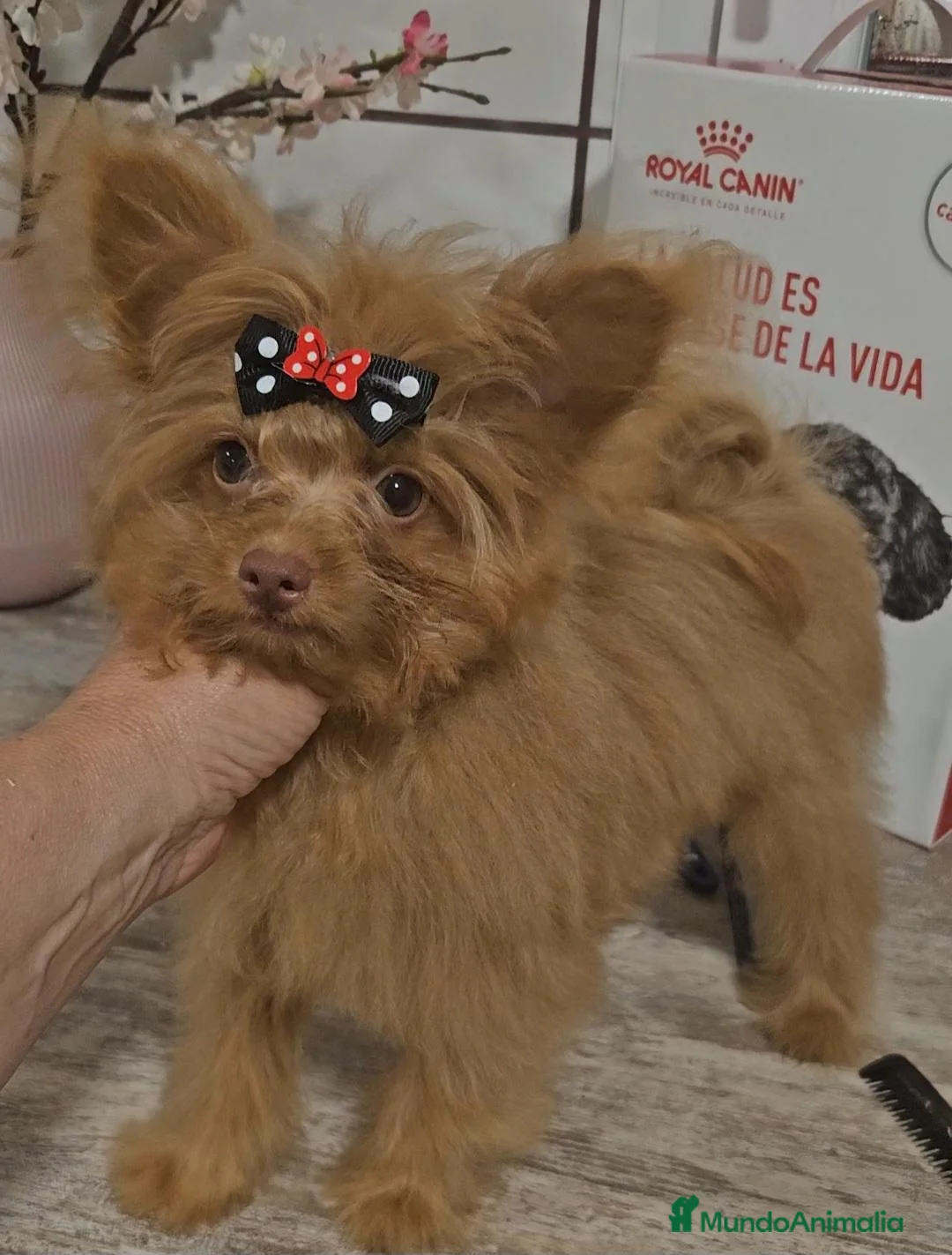 Pomapoo perros en venta: Pomepoo Toy - Anuncio 1