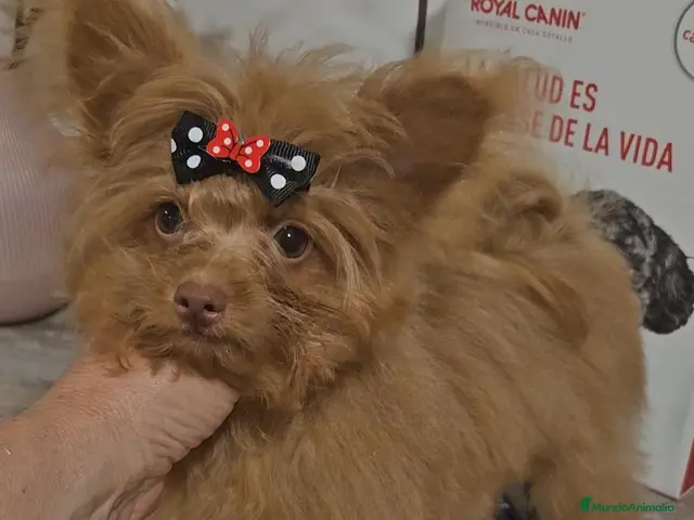 Pomapoo perros Pomepoo Toy - Anuncio 1