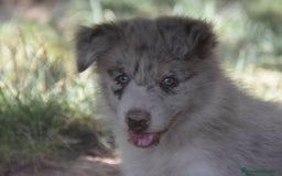Border Collie perros en venta: MACHO rojo mirlo de Border Collie - Imagen 22