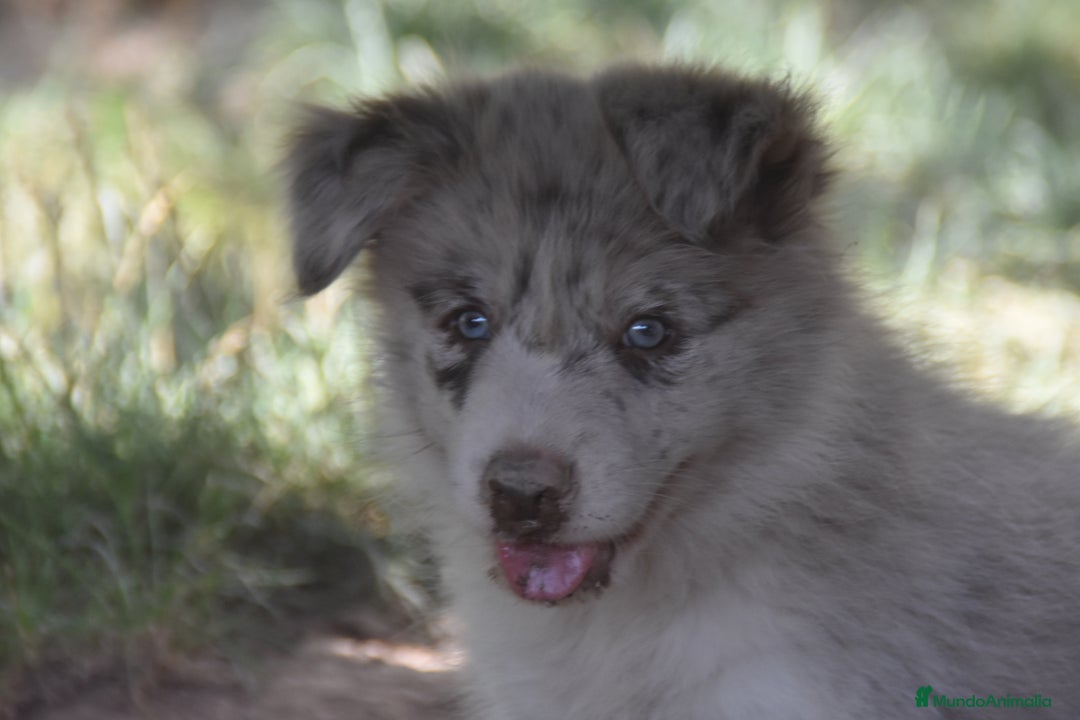 Border Collie perros en venta: MACHO rojo mirlo de Border Collie - Imagen 22