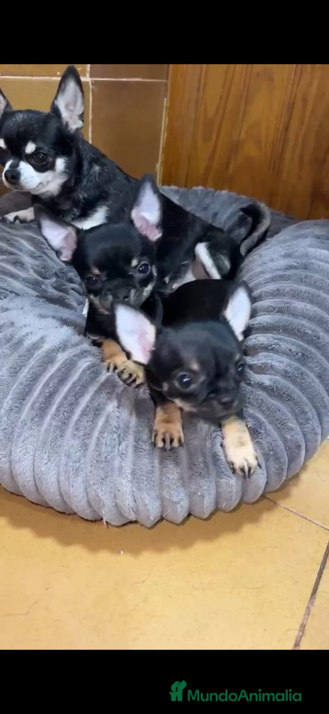Chihuahua perros en venta: Chihuahuas toy disponible 🐶🐾 en Córdoba - Anuncio 2