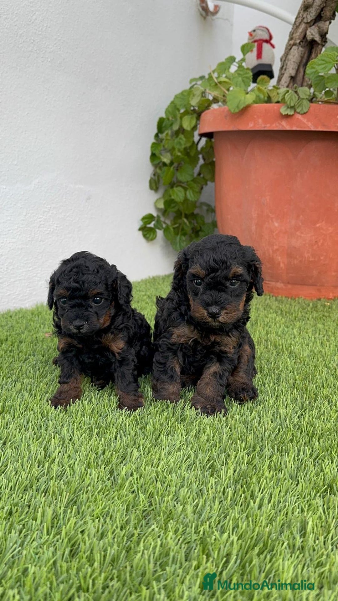 Caniche Toy perros en venta: CANICHE TOY HEMBRA - Imagen 6