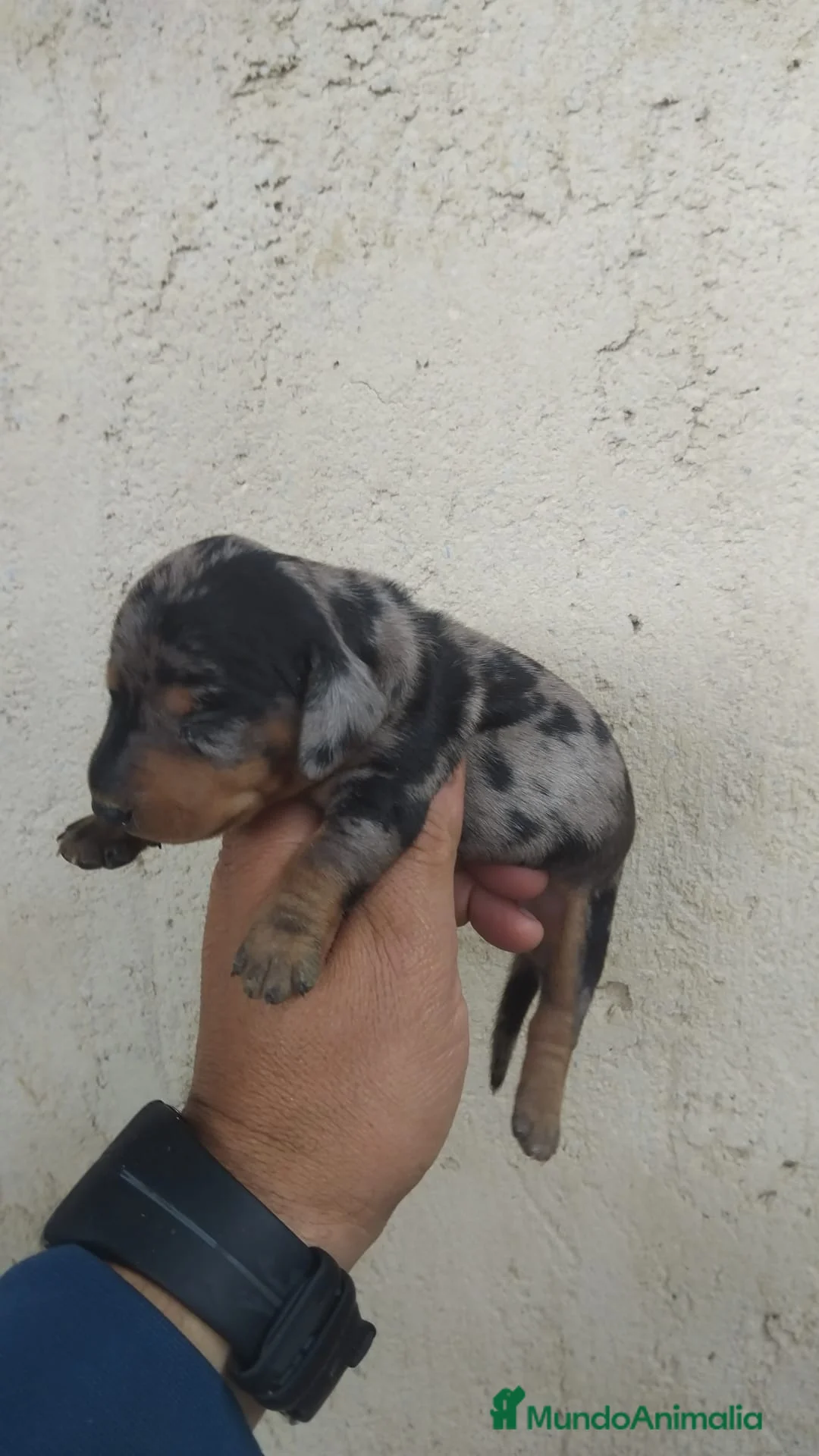 Teckel Miniatura perros en venta: Machos y hembra de teckel kaninchen arlequínes - Anuncio 4