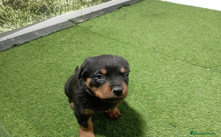 Rottweiler perros - Propaganda 2
