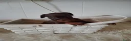 Dobermann perros en venta: Doberman - Anuncio 3