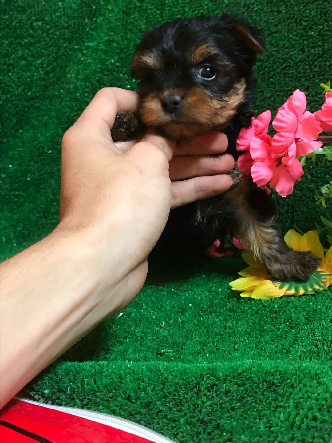 Yorkshire Terrier perros en venta: YORKSHIRE ////// GRAN SELECCIÓN CANINA  - Anuncio 3