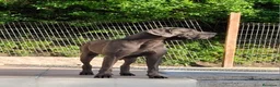 Dogo Alemán perros en venta: Dogo Alemán  - Anuncio 2