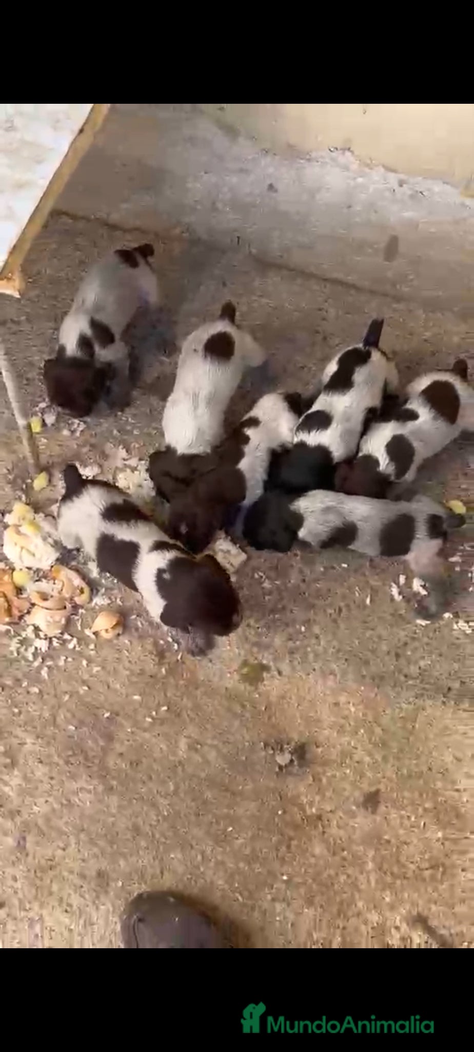 Grifón Azul de Gascuña perros Espectacular camada de grifón  - Anuncio 1