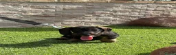 Teckel perros en venta: Cachorro  teckel  - Anuncio 2