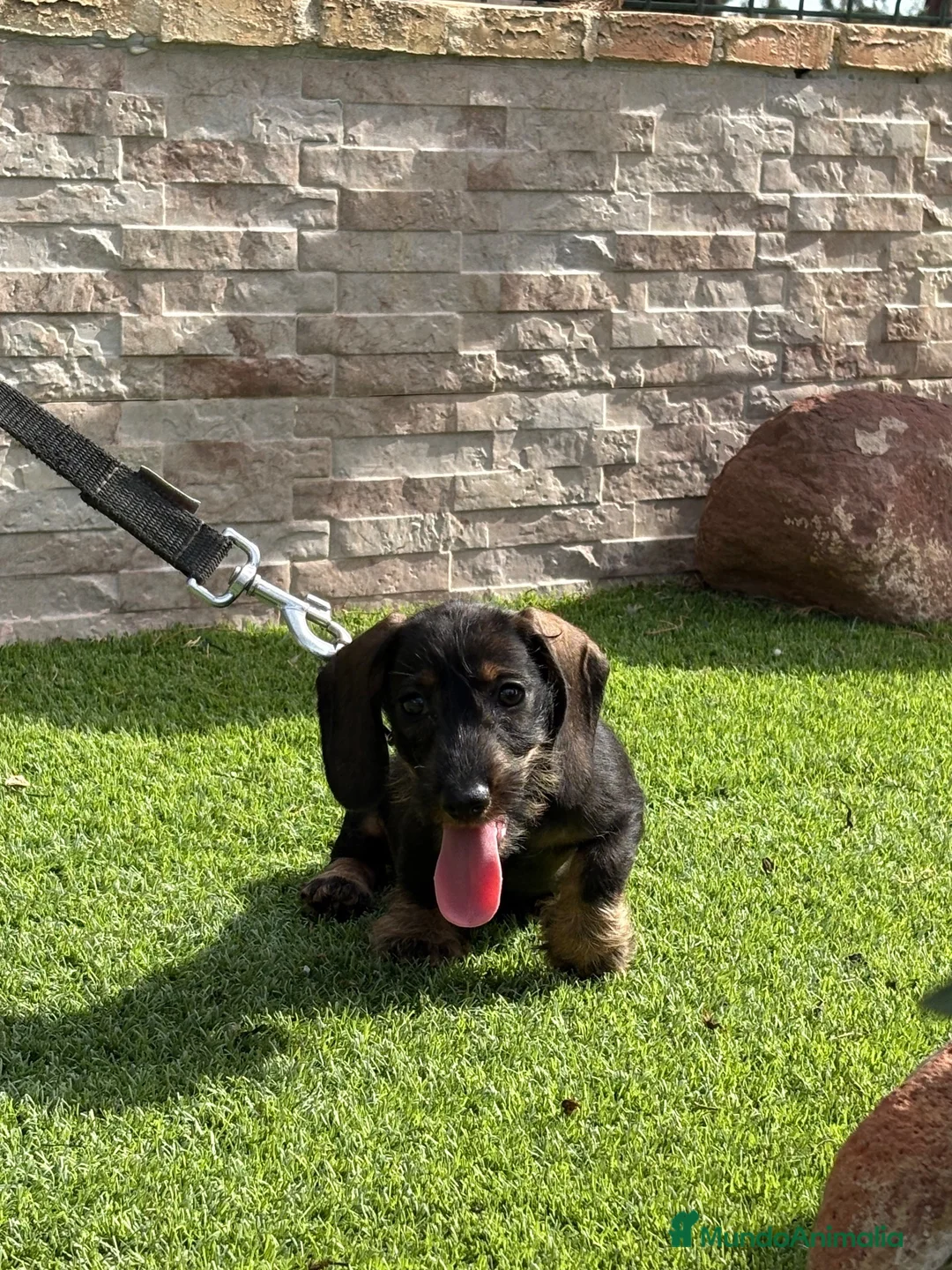 Teckel perros en venta: Cachorro  teckel  - Anuncio 2