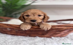 Otras razas perros en venta: COCKAPOO - Imagen 12