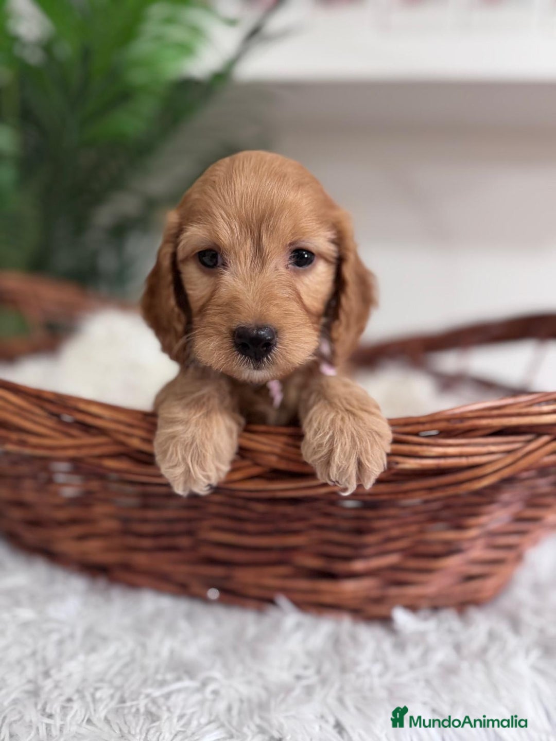 Otras razas perros en venta: COCKAPOO - Imagen 12