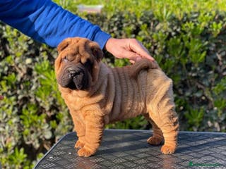Shar Pei perros LOS SHAR PEI MAS EXCLUSIVOS en Málaga - Anuncio 14