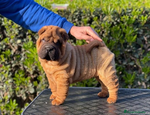 Shar Pei perros en Málaga - Anuncio 12