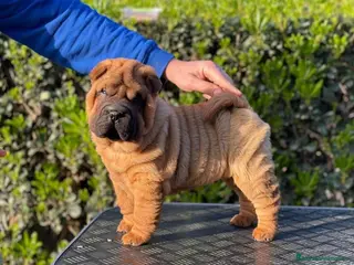 Shar Pei perros LOS SHAR PEI MAS EXCLUSIVOS en Málaga - Anuncio 29