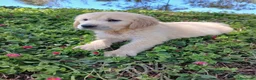 Golden Retriever perros en venta: GOLDEN RETRIEVER  - Anuncio 11