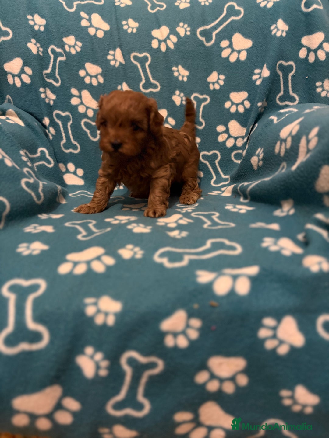 Caniche Toy perros en venta: Caniche rojo - Anuncio 1