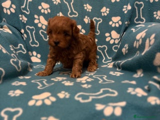 Caniche Toy perros Caniche rojo - Anuncio 1