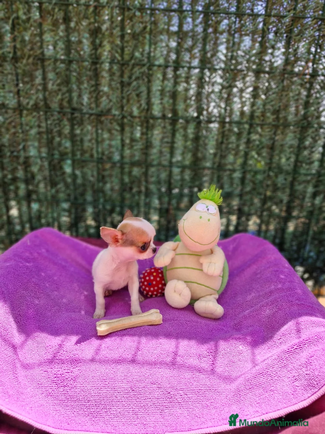 Chihuahua perros en venta: Chihuahuas toy  en Barcelona - Anuncio 3