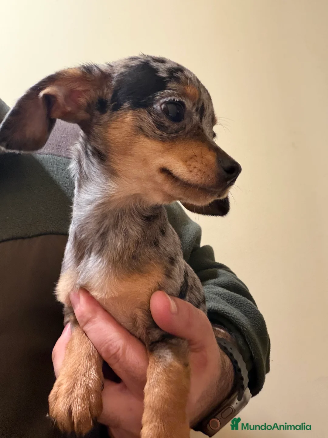 Raza Mixta perros en venta: Guapísimo cachorro cruce Teckel y Chuguagua  - Anuncio 1