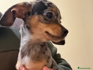 Raza Mixta perros Guapísimo cachorro cruce Teckel y Chuguagua - Anuncio 1