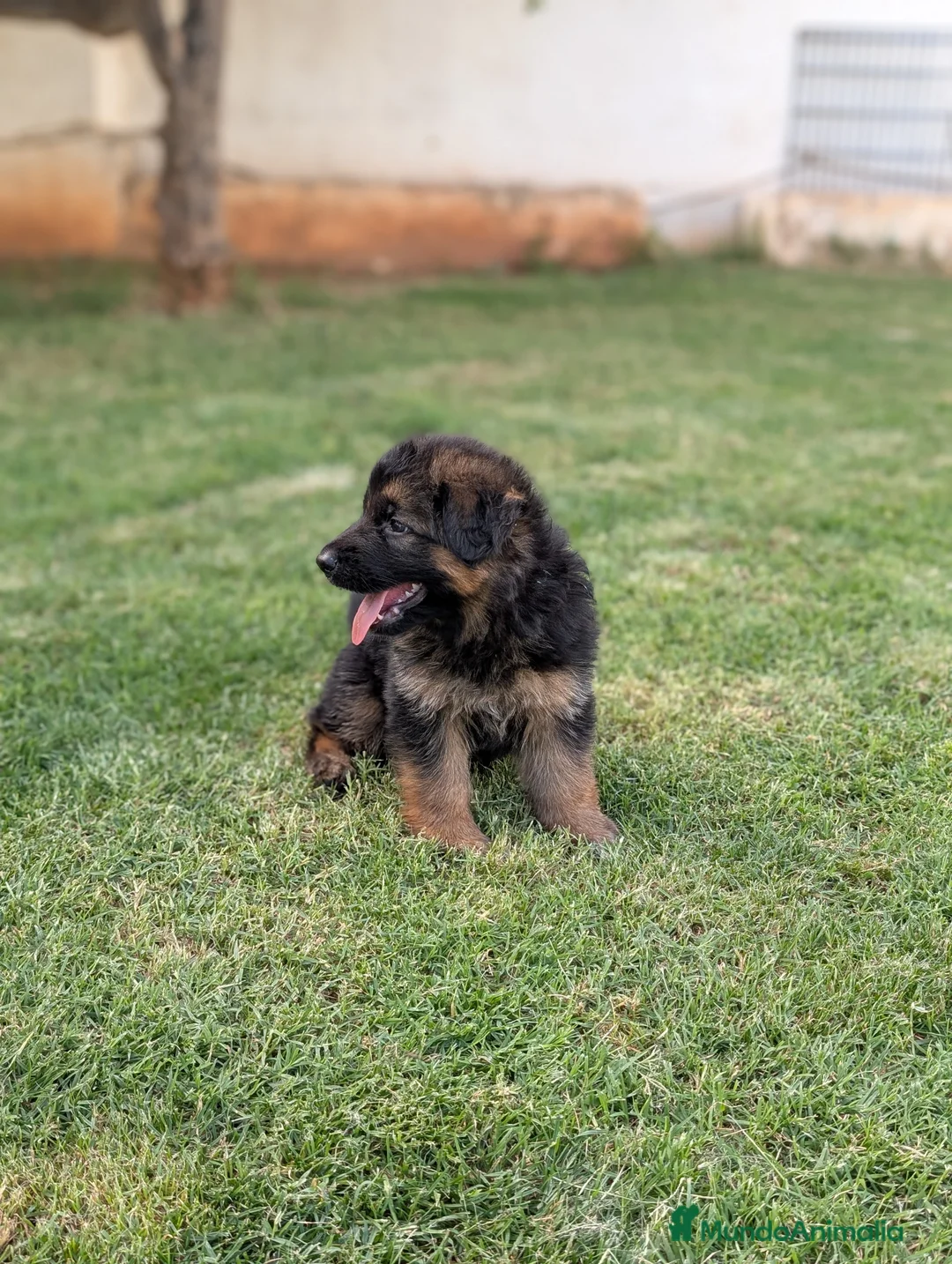 Pastor Alemán perros en venta: CACHORROS DE PASTOR ALEMÁN  - Anuncio 6