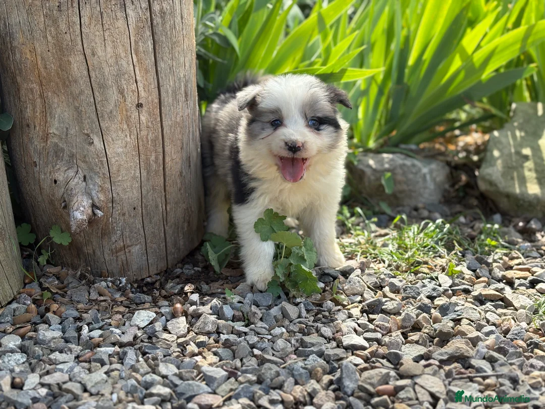 Border Collie perros en venta: 🐾🐾 Border Collie tranquilos y equilibrados 🐾🐾 - Anuncio 2