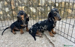 Teckel Miniatura perros en venta: Camada de Teckel miniatura  - Imagen 3