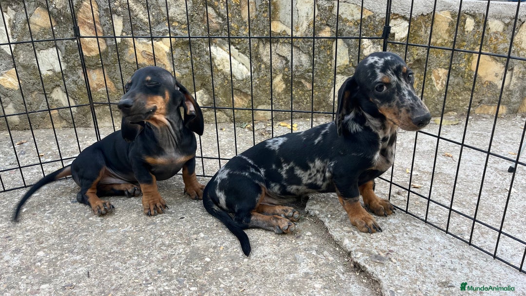 Teckel Miniatura perros en venta: Camada de Teckel miniatura  - Imagen 3