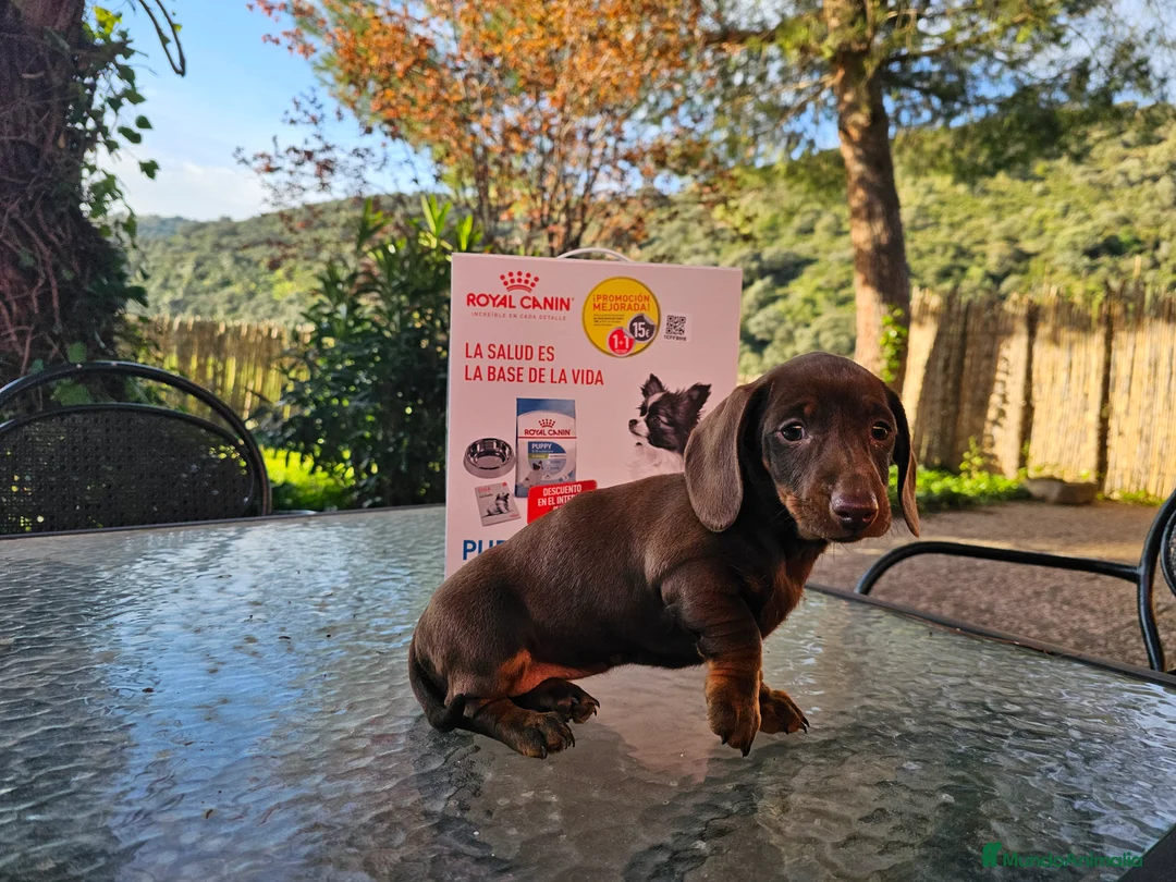 Imagen de galería {{count}}