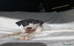 Ratonero Bodeguero Andaluz perros en venta: BODEGUEROS  - Anuncio 2