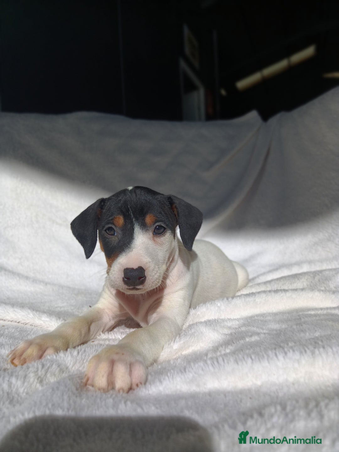 Ratonero Bodeguero Andaluz perros en venta: BODEGUEROS  - Anuncio 2