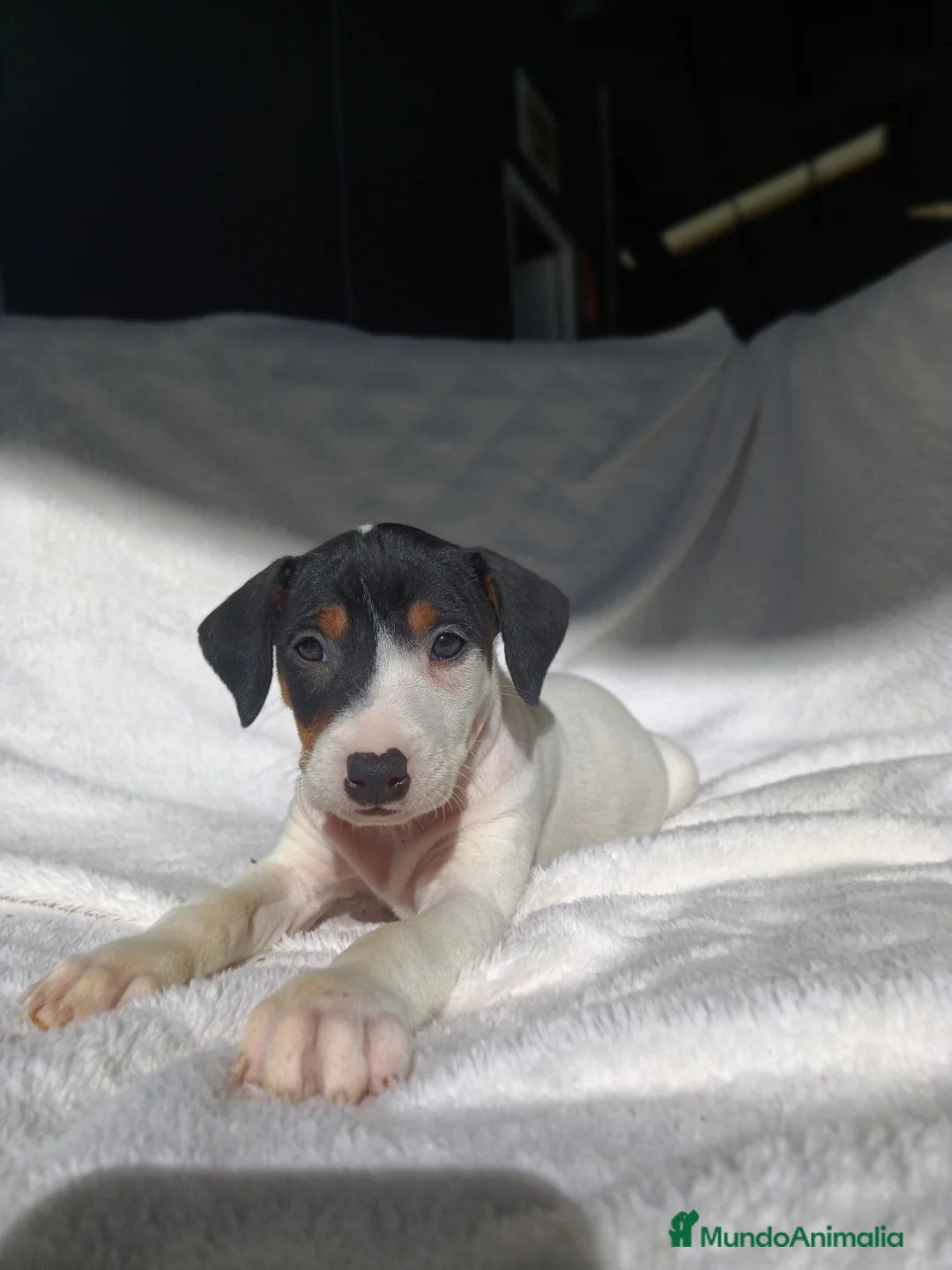 Ratonero Bodeguero Andaluz perros en venta: BODEGUEROS  - Anuncio 2