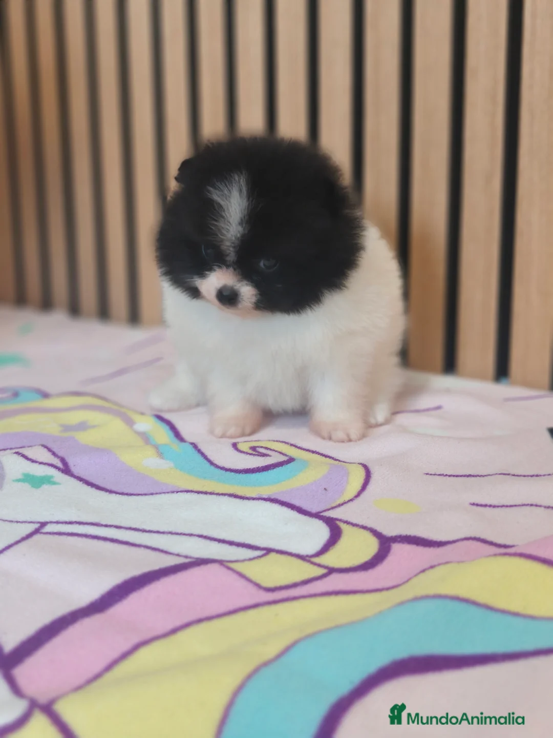 Pomerania perros en venta: Pomerania TOY Party ♀️♂️ - Anuncio 11