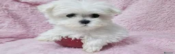 Bichón Maltés perros en venta: Bichón maltés - Anuncio 3