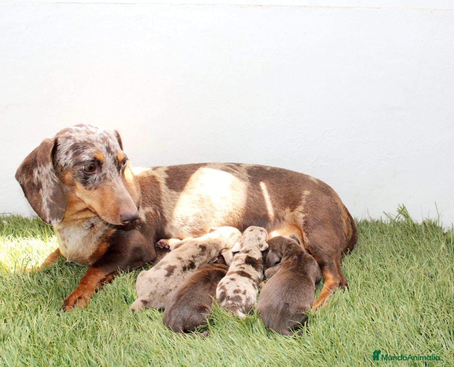Teckel Miniatura perros Teckels Miniatura#Calidad, seriedad y seguimiento - Anuncio 2