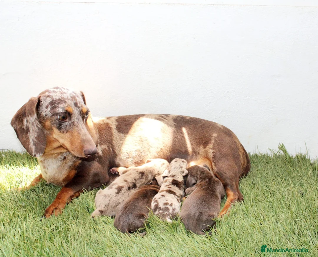Teckel Miniatura perros en venta: Teckels Miniatura#Calidad, seriedad y seguimiento - Anuncio 2