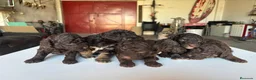 Perro de Agua Español perros en venta: Perro de Agua Español - Anuncio 5