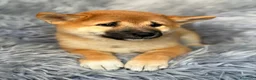 Shiba Inu perros en venta: Macho Shiba inu - Anuncio 6