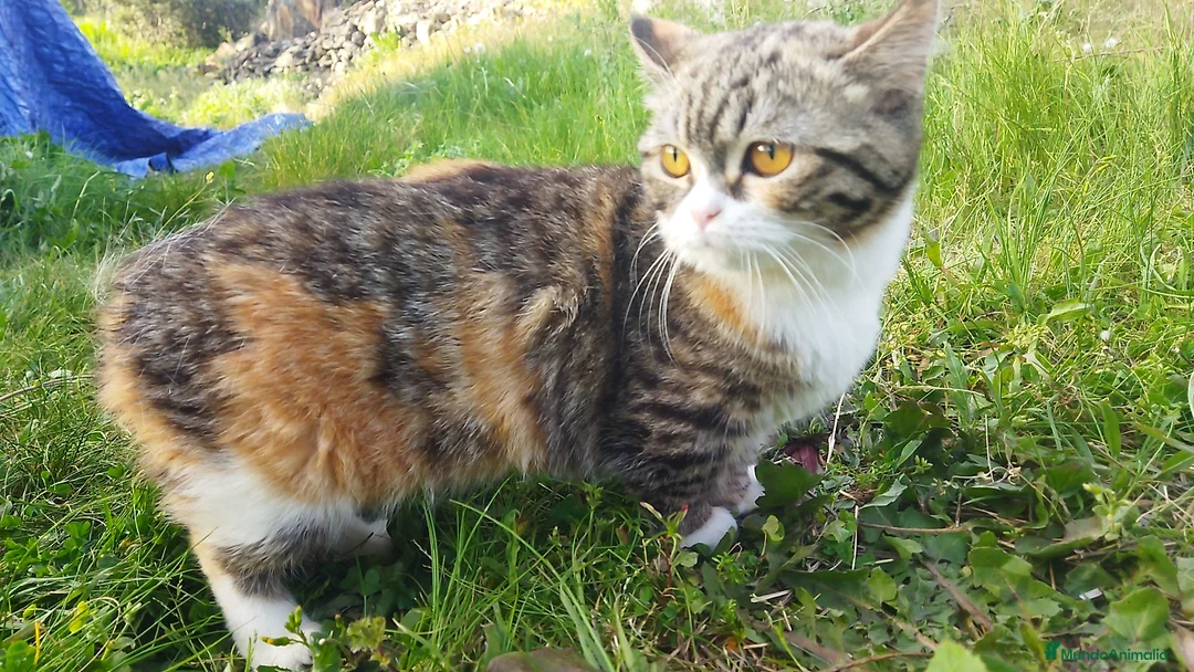 Munchkin gatos en venta: Gatita tricolor munchkin - Anuncio 6