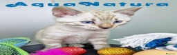 Bengalí gatos en venta: Bengali Snow Macho 4570 AQUANATURA - Anuncio 14