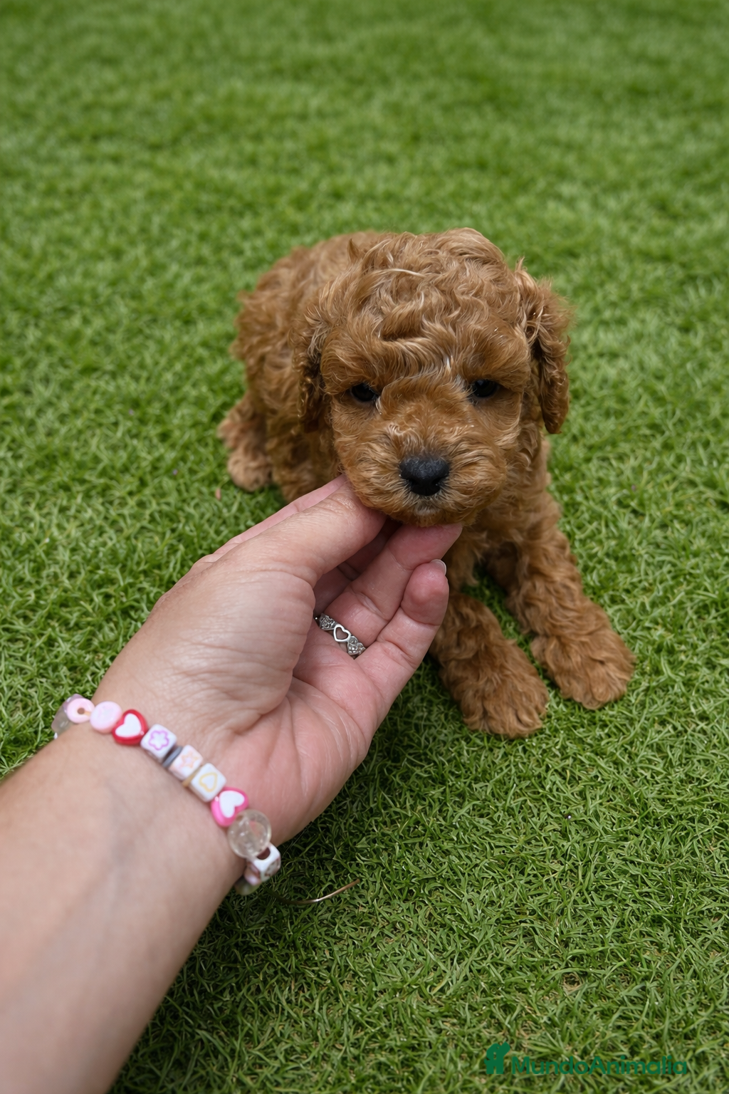 Caniche Toy perros PRECIOSO CANICHE TOY - Anuncio 1