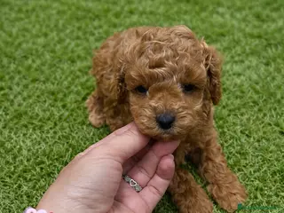 Caniche Toy perros PRECIOSO CANICHE TOY - Anuncio 12